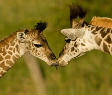 giraffe baby kiss